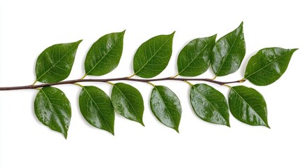 Fototapeta premium A photostock of an evergreen branch on a white background, isolated and natural.