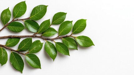 Fototapeta premium A photostock of an evergreen branch on a white background, isolated and natural.