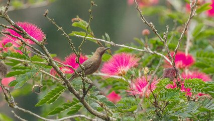 a dusky honeyeater feeding on australian pink pompom flowers at lake barrine in nth qld, australia
