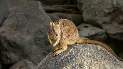 a morning shot of a mareeba rock-wallaby sitting on a sunny rock at granite gorge near mareeba of qld, australia