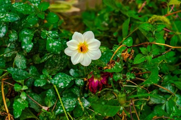 Beautiful white flower blooming amidst green foliage, with vibrant leaves and rich textures surrounding it. This natural scene captures the delicate beauty and peaceful essence of the plant