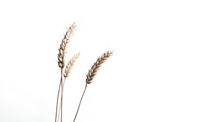 Obraz premium An ear of wheat isolated on white background