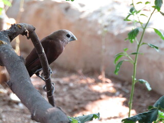 Close up of a lone Hajj sparrow perched on a branch with a brown body and white around its head against the ground and wall.