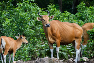 Wild Bantengs or red cows.