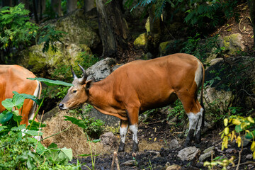 Wild Bantengs or red cows.