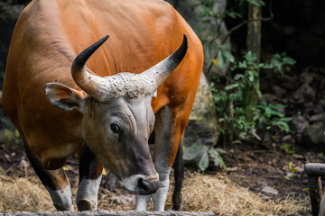 Wild Bantengs or red cows.