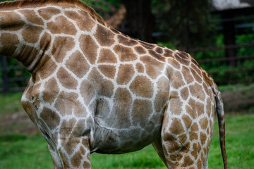 Giraffe in the zoo