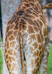 Giraffe in the zoo