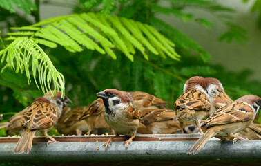 A family of rare Tree Sparrow.