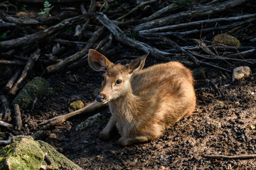 Portrait of Thai deer