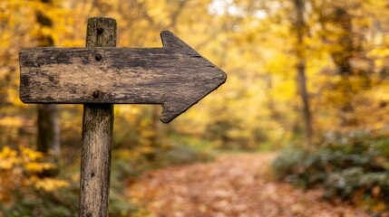 Wooden trail marker guides explorers through a verdant forest pathway