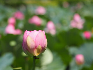 蓮　ピンクのつぼみ