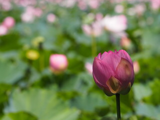 蓮　ピンクのつぼみ