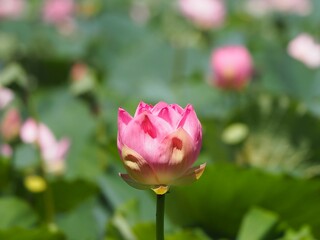 蓮　ピンクのつぼみ