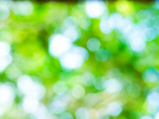 Green nature background bokeh leaf nature summer springtime blur sunlight natural fresh foliage environment ecosystem zero carbon envergy change backdrop, mockup product aesthetic beauty organic.