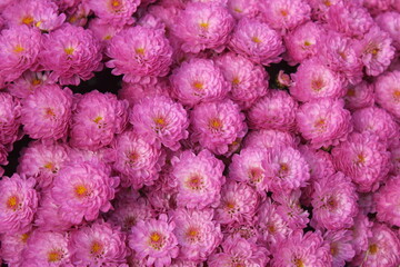 close up of purple chrysanthemums