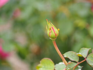 バラ　フィネス　つぼみ