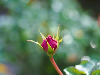 バラ　フィネス　つぼみ