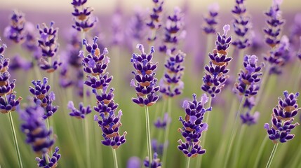 Fototapeta premium Closeup Purple Lavender Flowers