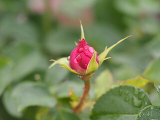 バラ　フィネス　つぼみ