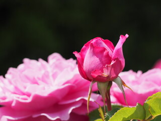 バラ　フィネス　つぼみ