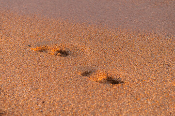 beach, wave and footprints at sunset. lonely footprint of one person on the seashore