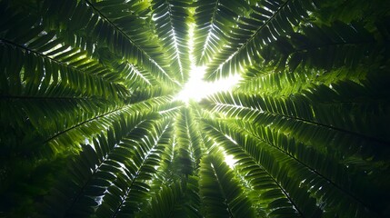 Sunlight Through Palm Leaves