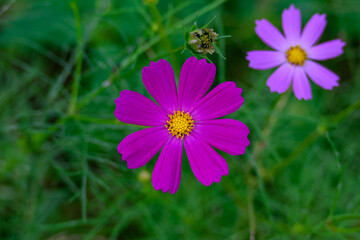 コスモスの花びら