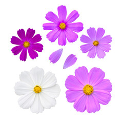 コスモスの切り抜き