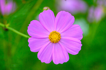 コスモスの花びら