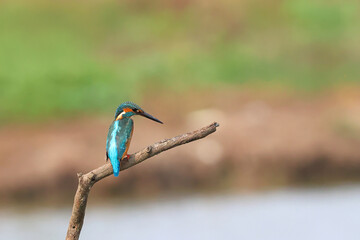Common kingfisher bird perches on a dry branch and looking for food.
