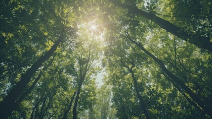 A canopy of trees with sunlight filtering through the leaves