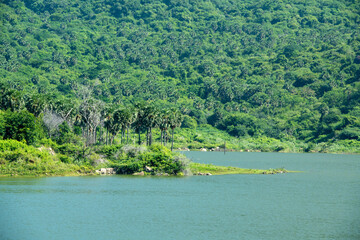 lake and forest
