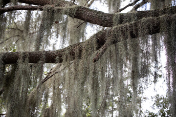 Drooping leaves branches tree sky looking up nature 