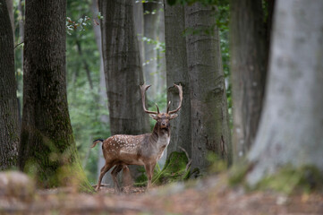 Dama dama and an important period of the year, the female rut.