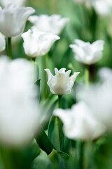 White flowers