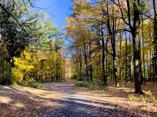 autumn in the forest