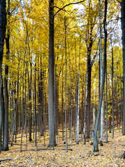autumn forest in the autumn
