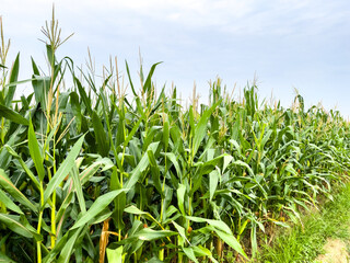 corn field in the morning