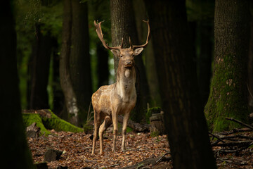Dama dama and an important period of the year, the female rut.