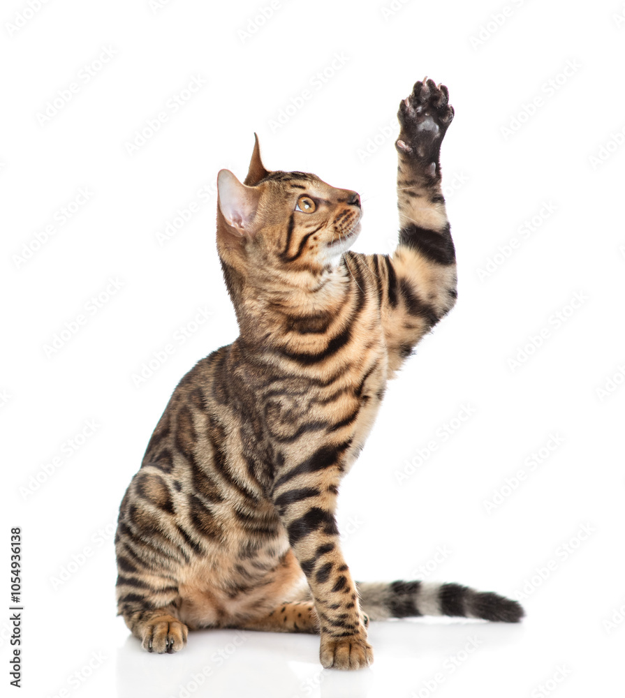 Poster playful bengal cat sitting in side view and looking up. isolated on white background