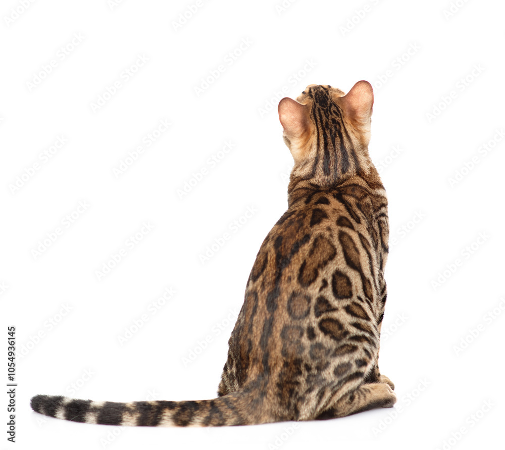 Poster bengal cat sitting in back view and looking up. isolated on white background