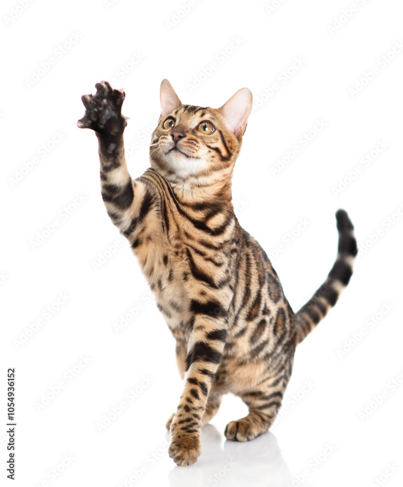 Aufkleber playful bengal cat standing in front view and looking up. isolated on white background