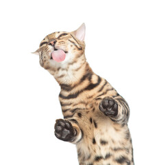 Funny Bengal kitten sticking out tongue licking invisible glass pane making funny face. Isolated on...