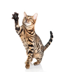 Playful bengal cat standing in front view and looking up. Isolated on white background