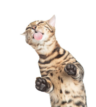 Naklejki Funny Bengal kitten sticking out tongue licking invisible glass pane making funny face. Isolated on white background