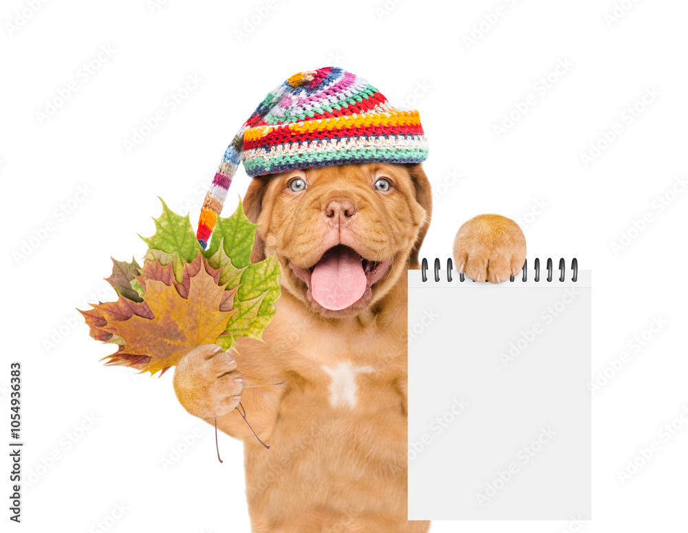 Poster happy mastiff puppy wearing warm hat with pompon holds dry colorful leaves and shows blank notepad. 