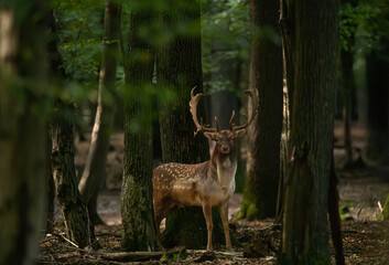 Dama dama and an important period of the year, the female rut.