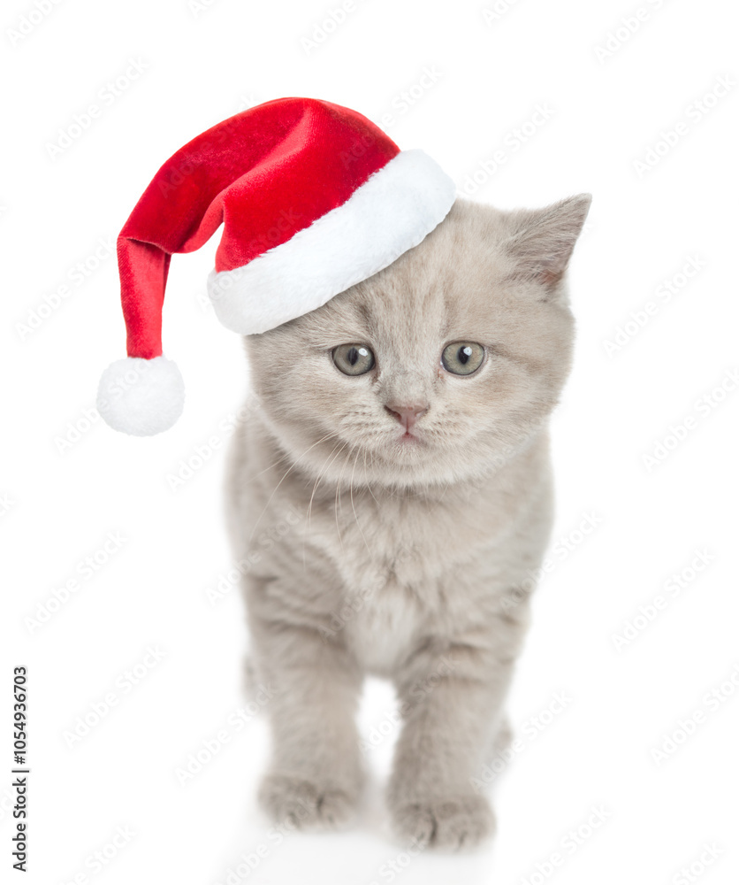 Poster cute tiny kitten wearing red santa hat standing in front view and looking at camera. isolated on whi