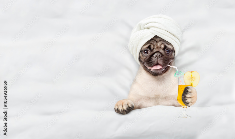 Poster funny mastiff puppy with towel on it head holds orange cocktail and relaxing on the bed at beauty sa